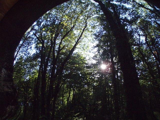 Reflecting the Forest